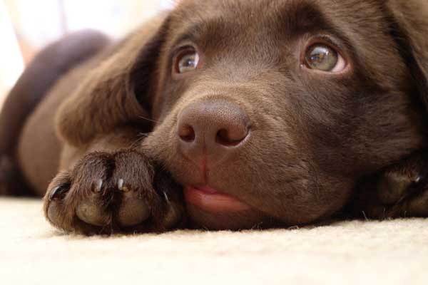 Chocolate Labrador Samtschnauze Jantar mit 10 Wochen - mein absolutes Lieblingsbild