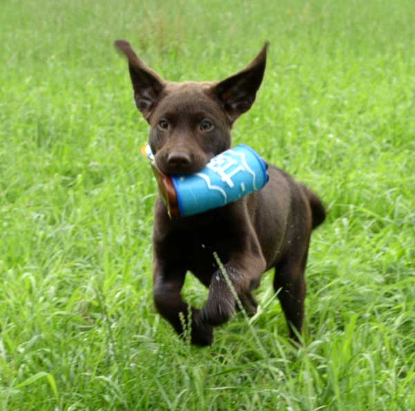 Chocolate Labrador Knutschkugel Jantar (mit 13 Wochen)