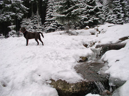 Mit Jantar im Harz