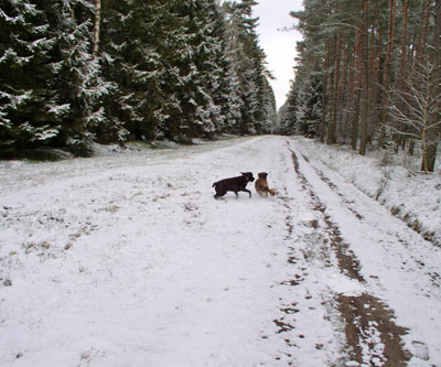 Jantar jagt Oskar durch den Winterwald