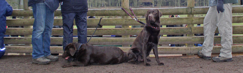 Jantar und Gismo im Wildpark Eekholt