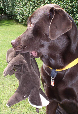 Labrador Jantar