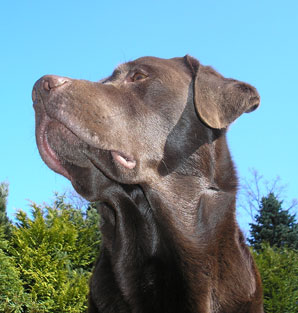 Jantar the chocolate Labrador