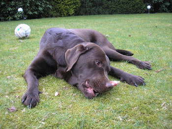 Jantar the chocolate Labrador