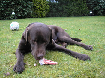 Jantar the chocolate Labrador