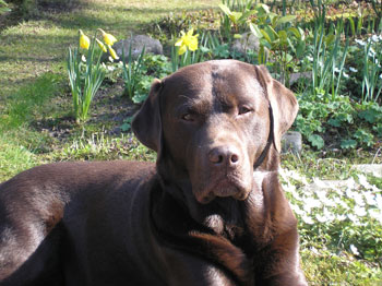 Jantar the chocolate Labrador