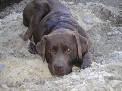 Chocolate Labrador Retriever Jantar