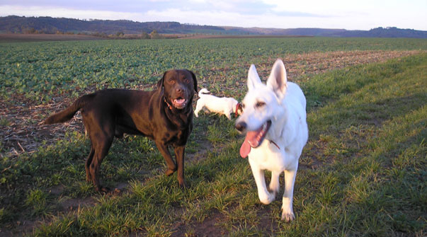 Jantar, Yoshi und Yoyo