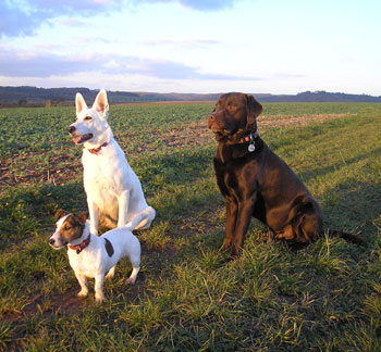 Jantar, Yoshi und Yoyo