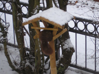 Eichhörnchen im Vogelhaus