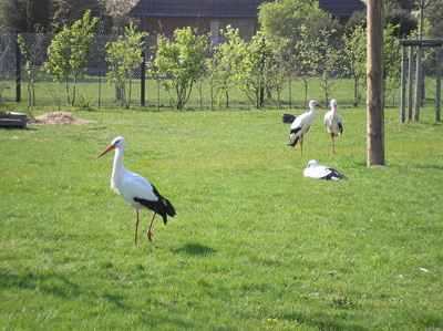 Landesgartenschau Norderstedt 2011