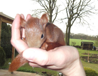 Eichhörnchen, 115g